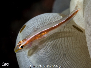 Gobi on bubble coral by Jose Maria Abad Ortega 